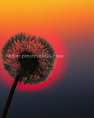 Анкета проститутки Юлия - метро Ясенево, возраст - 34